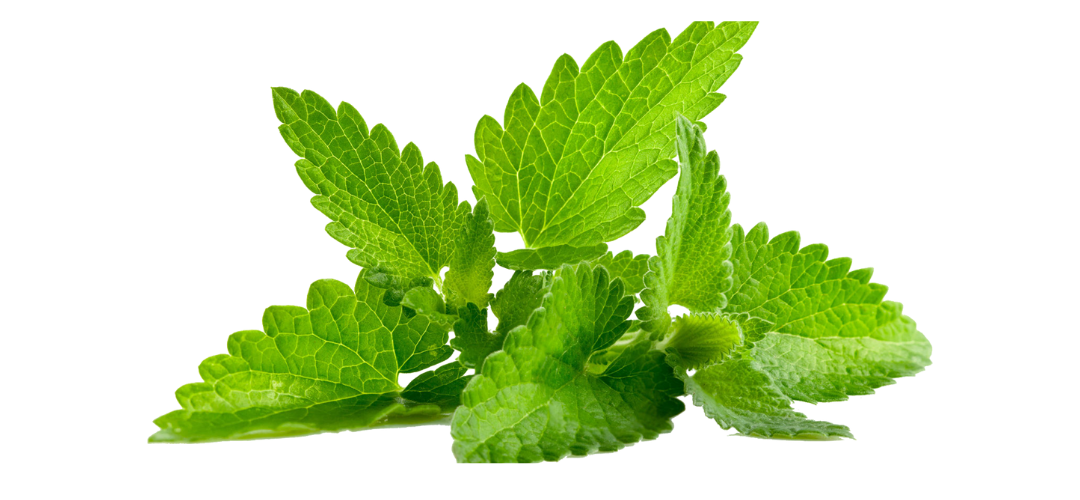 Mint